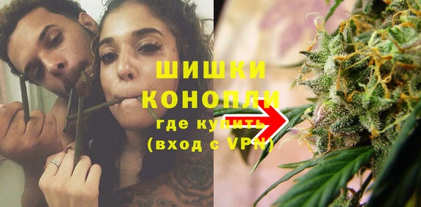 сатива Новозыбков