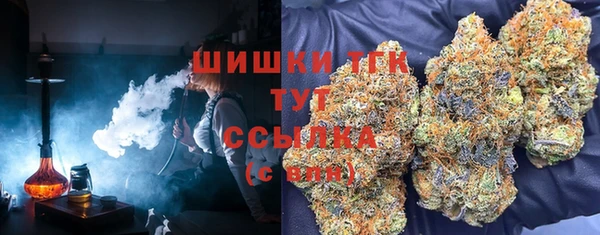 сатива Новозыбков